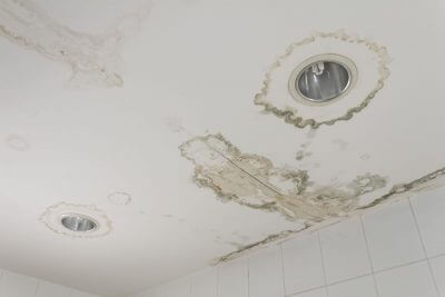 Rising Damp, Fungal Fungus Growth & Mold - Leakbusters